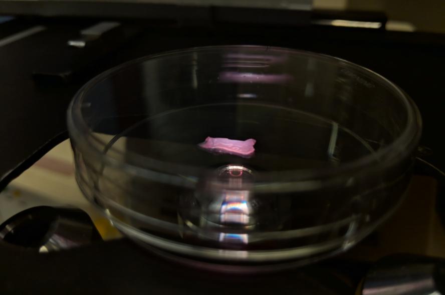 Lab-grown cellular meat in a petri dish