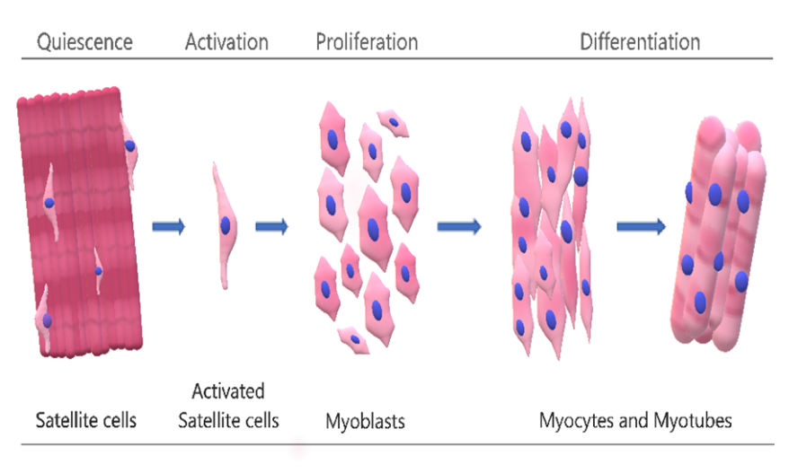 Illustration of muscle cell development stages